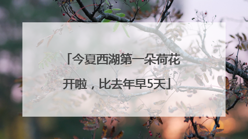 今夏西湖第一朵荷花开啦，比去年早5天